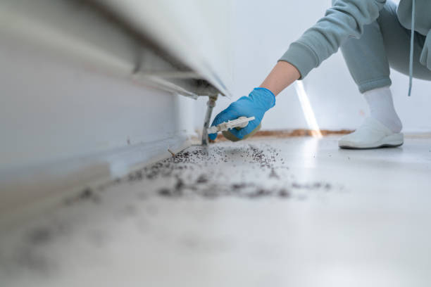 Reliable Hayti, PA Pest Control Solutions